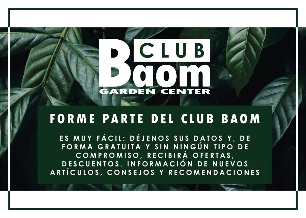 club baom