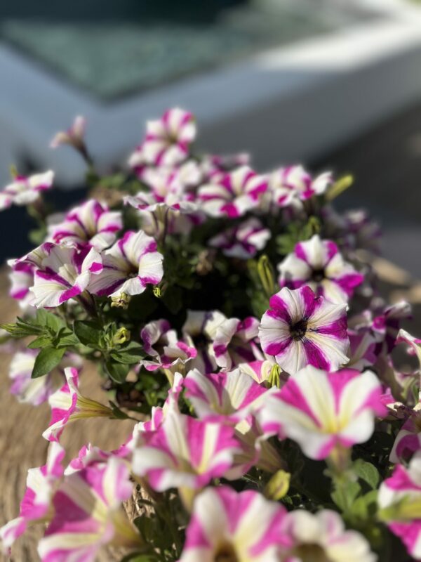 Petunia M-13 - Imagen 2